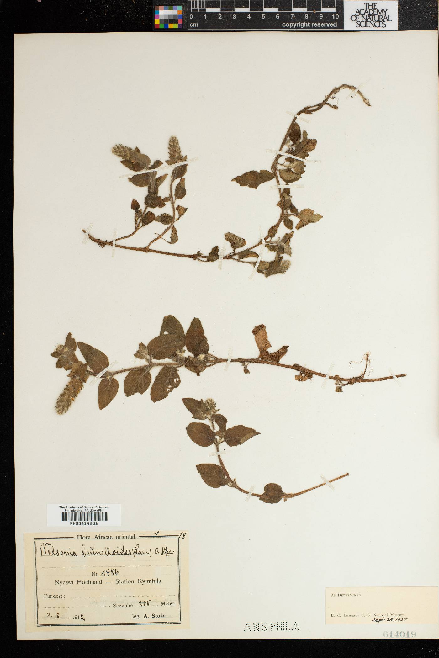 Nelsonia brunelloides image