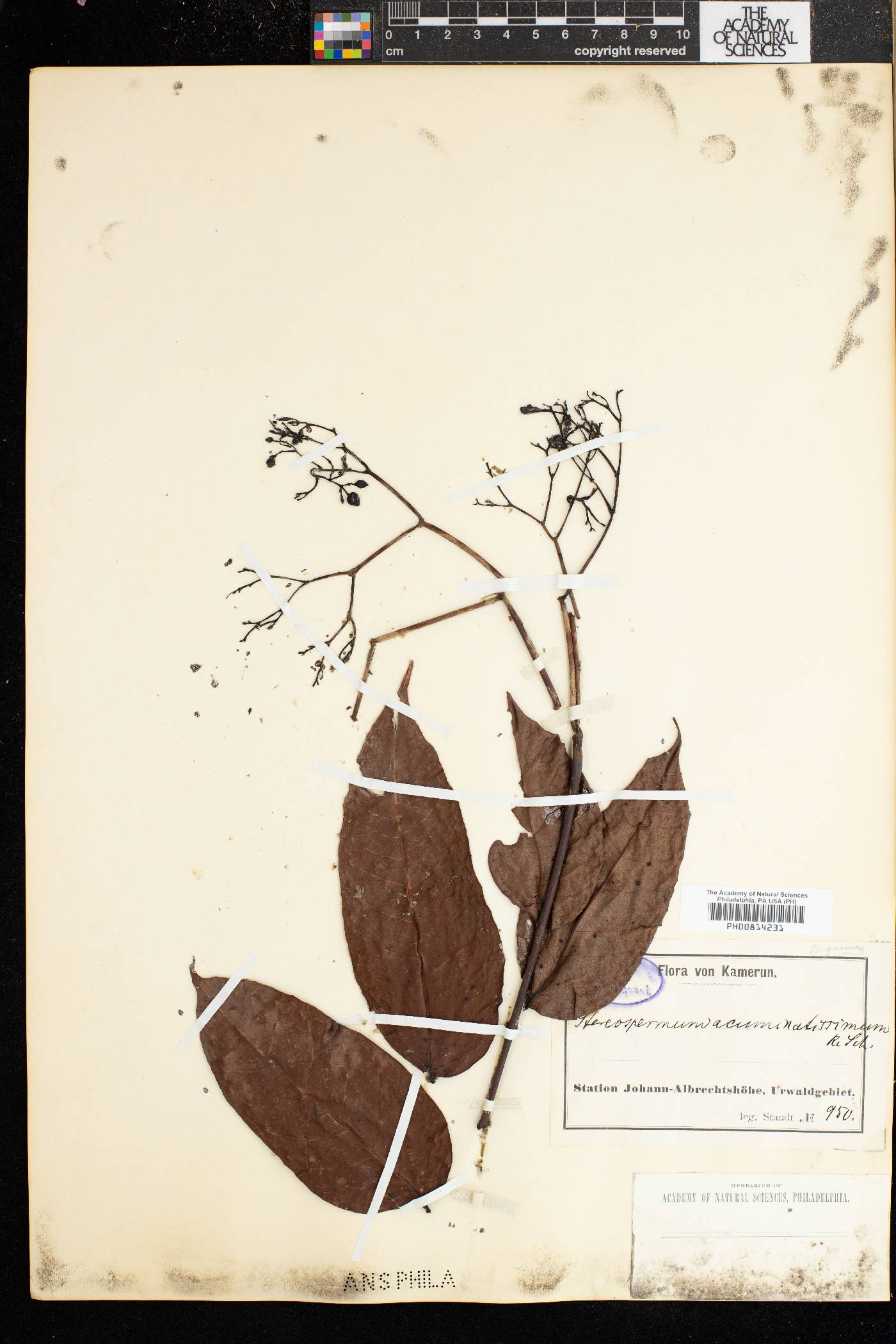 Stereospermum acuminatissimum image