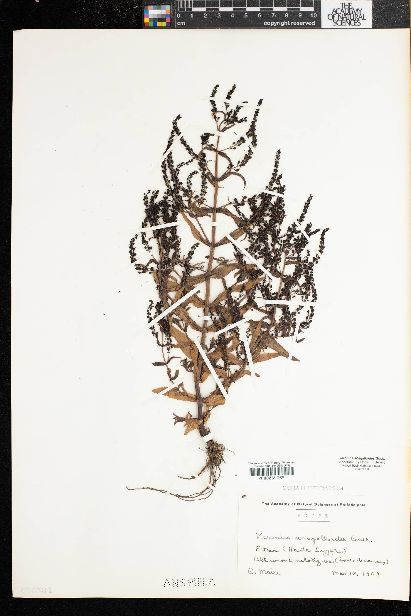 Veronica anagalloides image