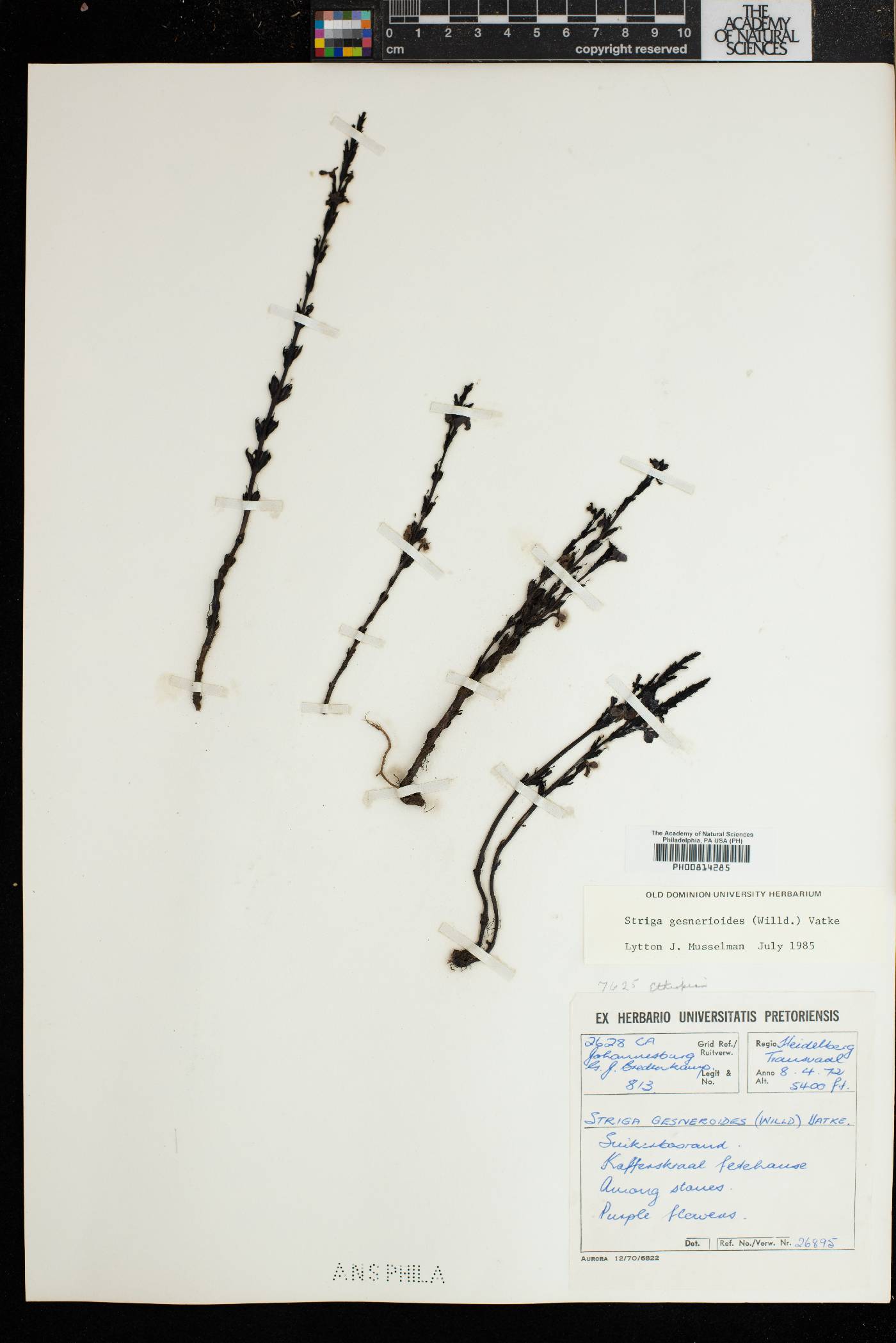 Striga gesnerioides image