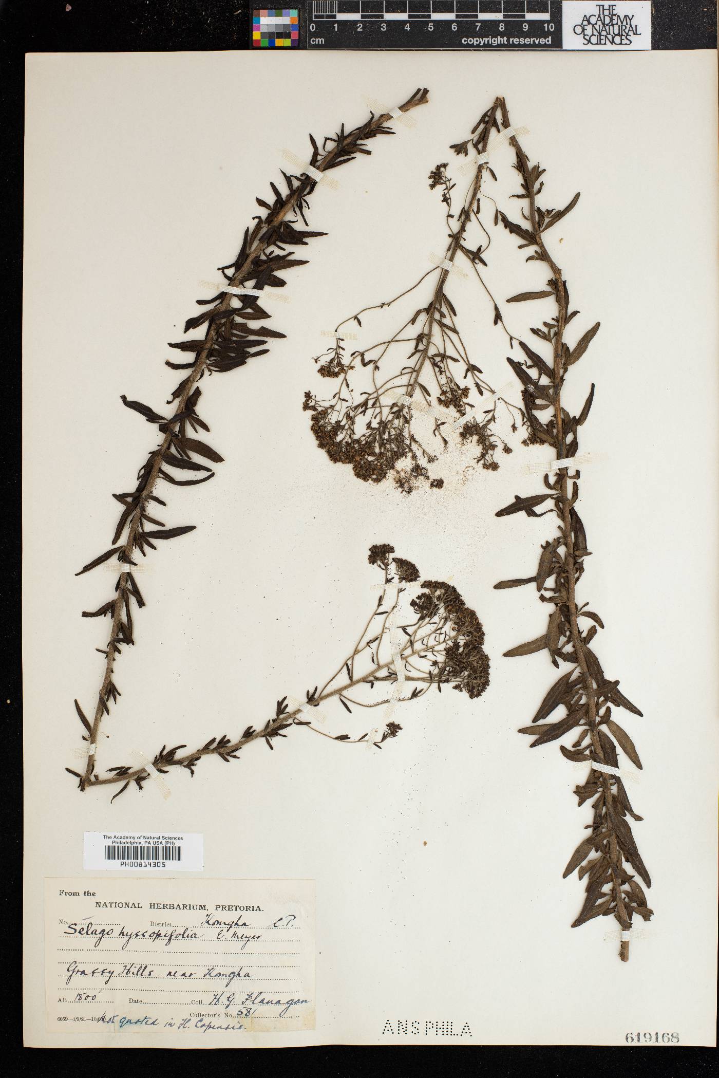 Selago hyssopifolia image