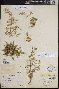 Gratiola neglecta image