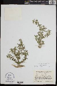 Gratiola neglecta image