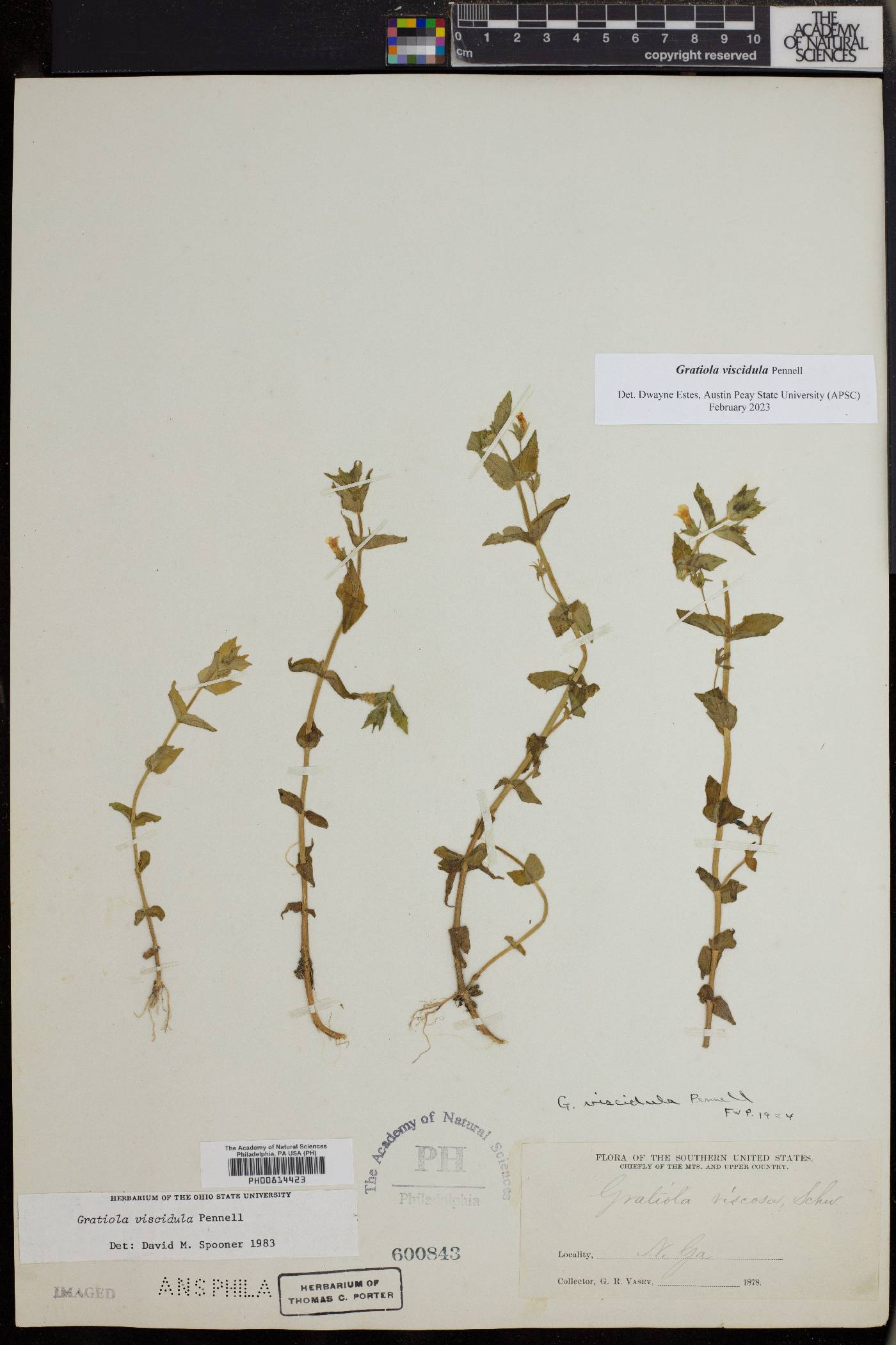 Gratiola viscidula image