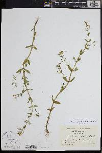 Gratiola aurea image