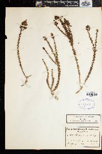 Image of Selago glomerata