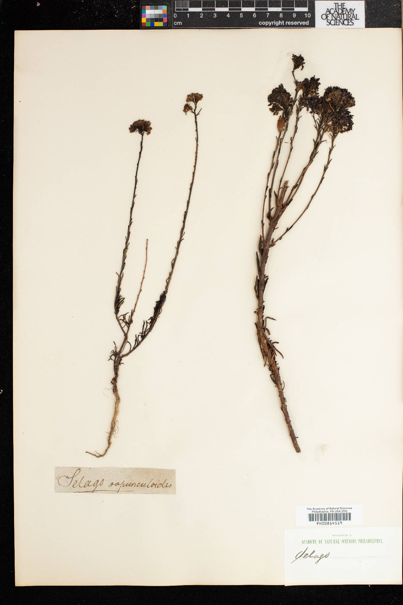 Pseudoselago rapunculoides image