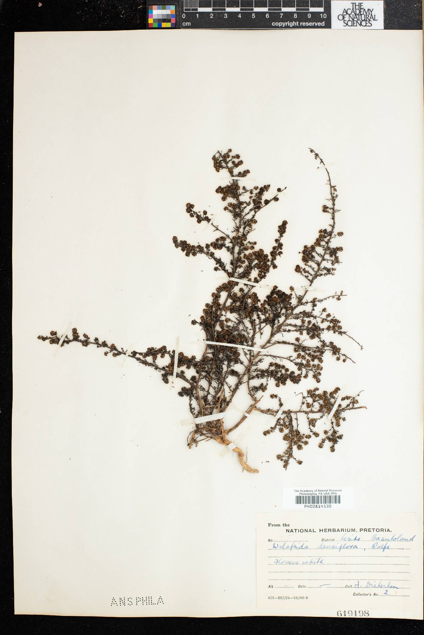 Selago densiflora image