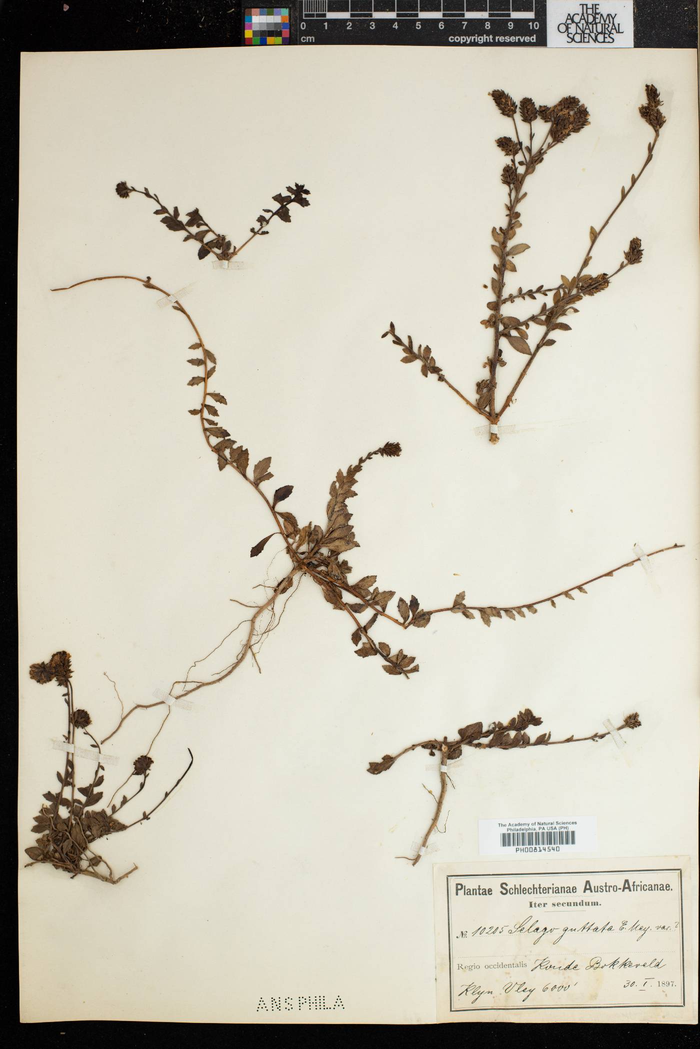 Scrophularioideae image