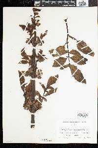 Scrophularia sambucifolia image