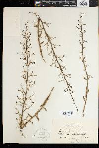 Scrophularia hypericifolia image