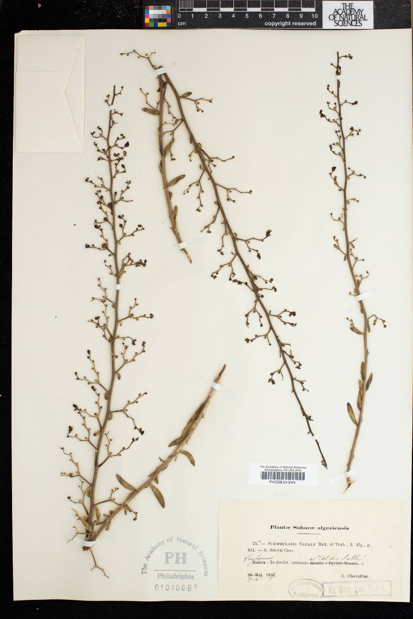 Scrophularia hypericifolia image