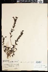 Image of Jamesbrittenia fruticosa