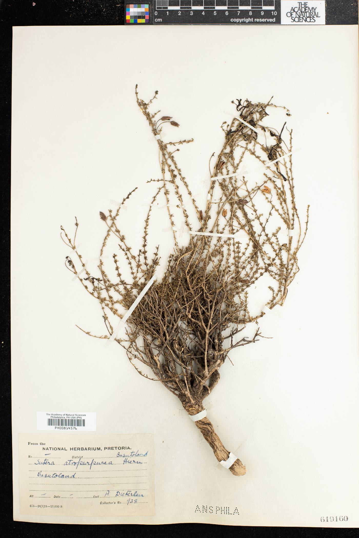 Jamesbrittenia atropurpurea subsp. atropurpurea image