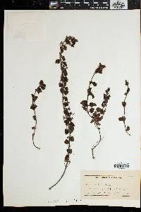 Jamesbrittenia breviflora image