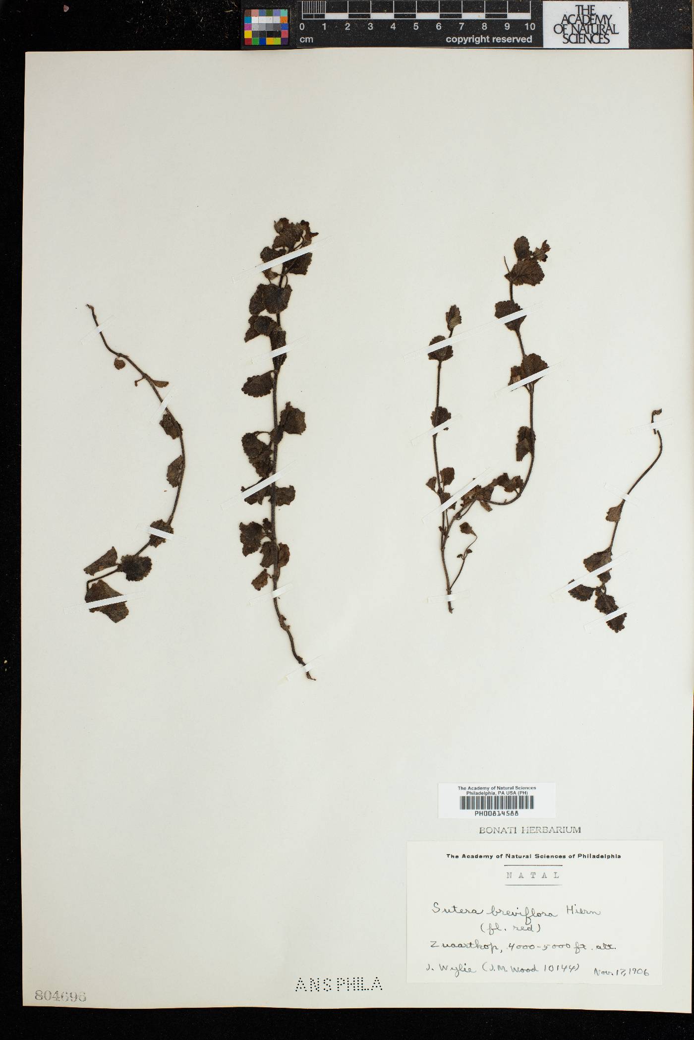 Jamesbrittenia breviflora image