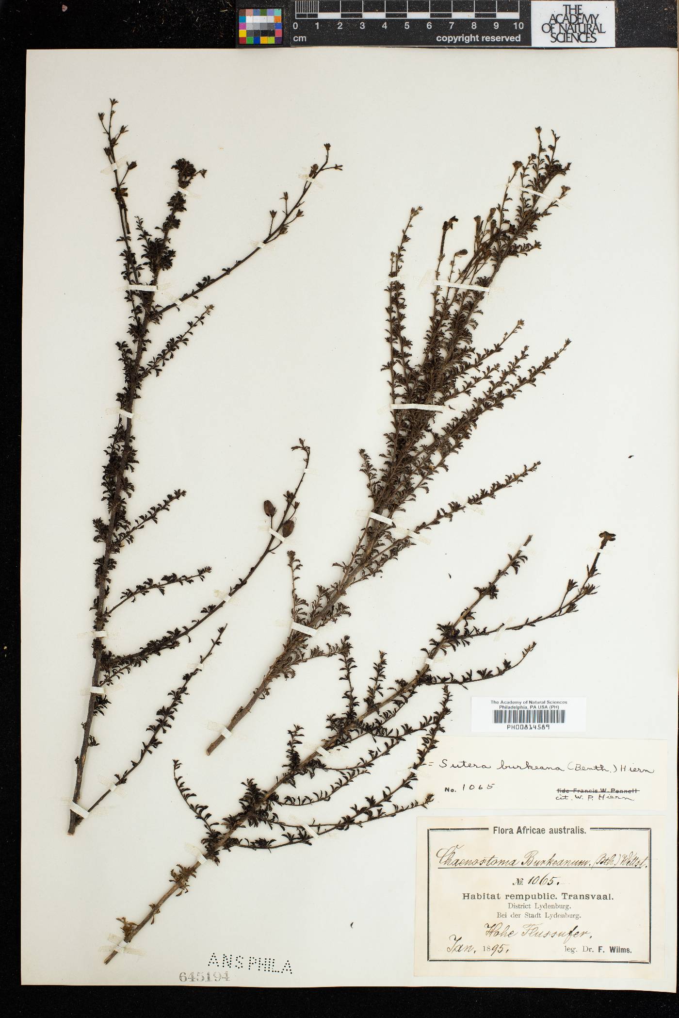 Jamesbrittenia burkeana image