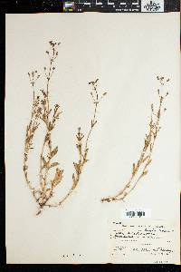 Chaenostoma caeruleum image