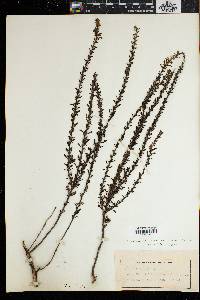 Image of Jamesbrittenia crassicaulis