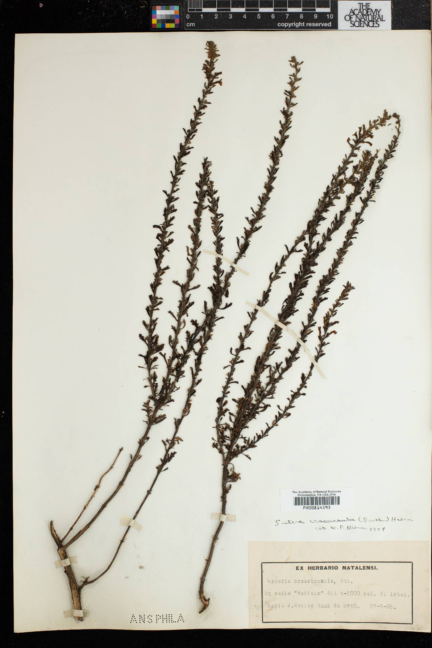 Jamesbrittenia crassicaulis image