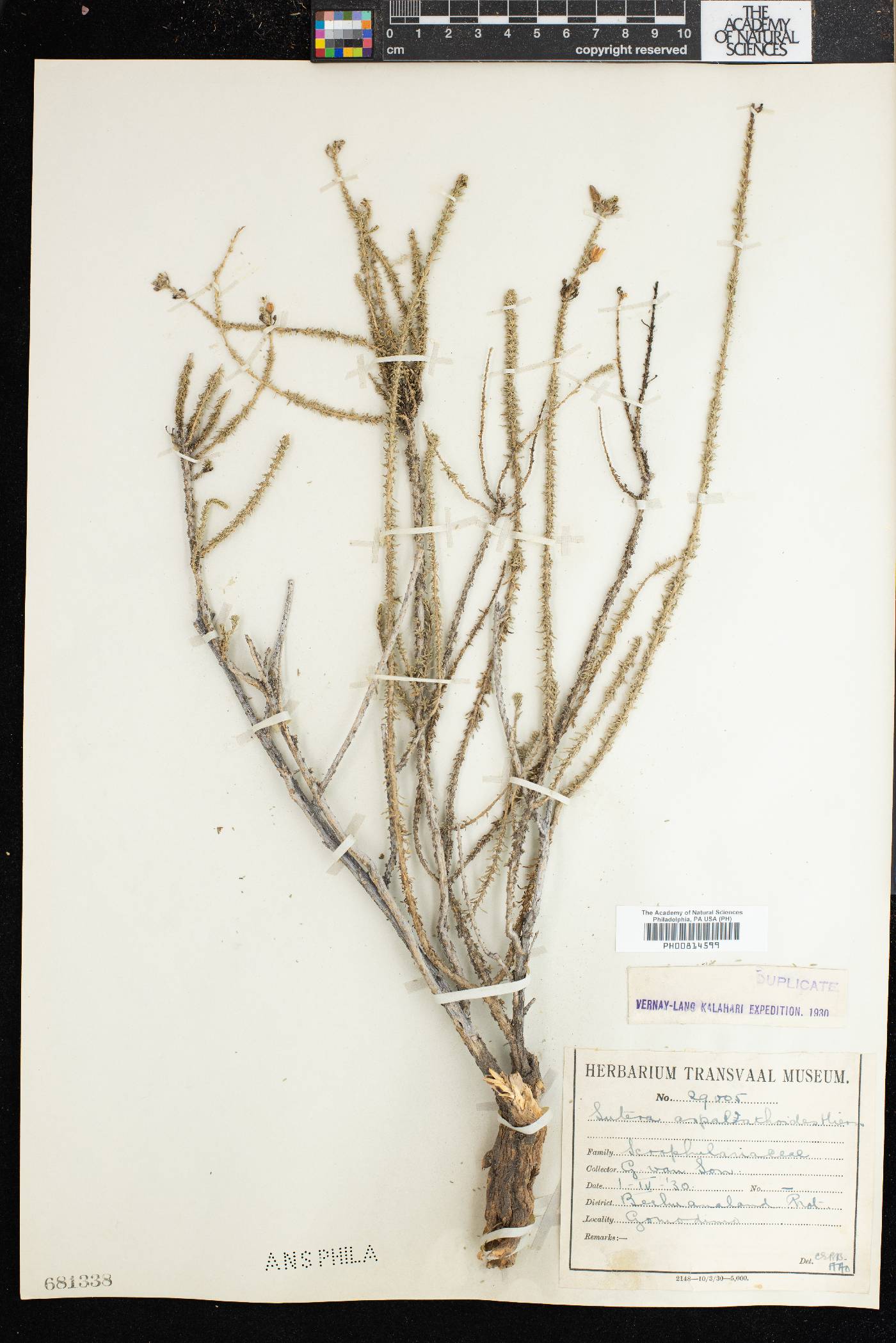 Jamesbrittenia aspalathoides image