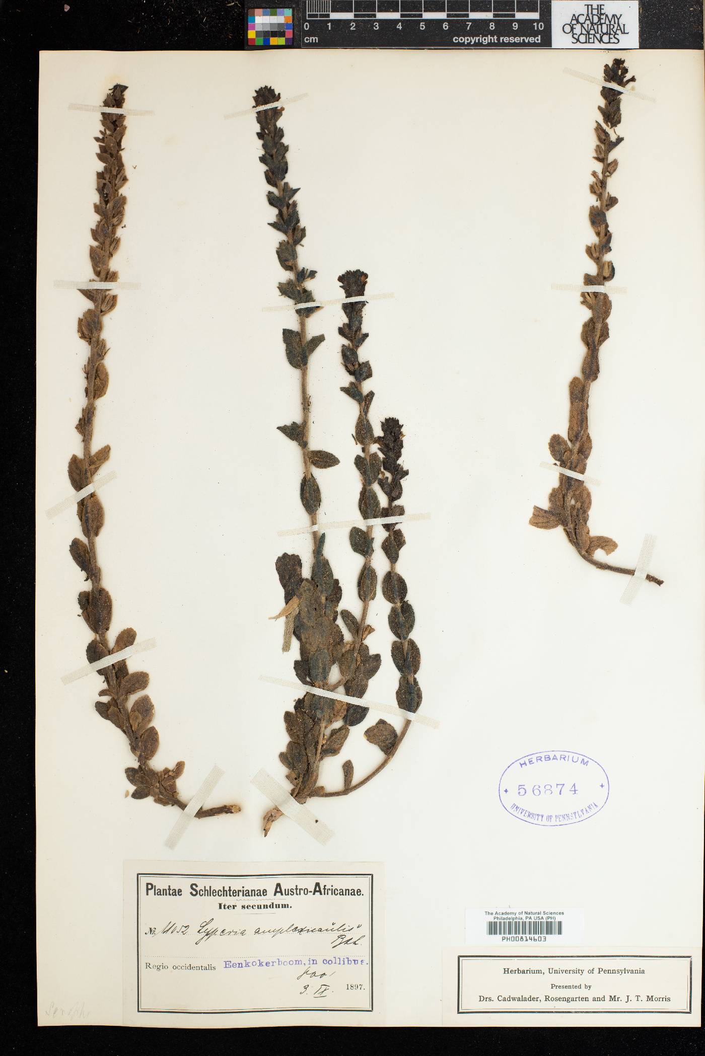 Jamesbrittenia amplexicaulis image