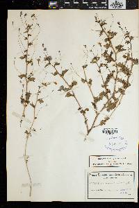 Image of Jamesbrittenia pedunculosa