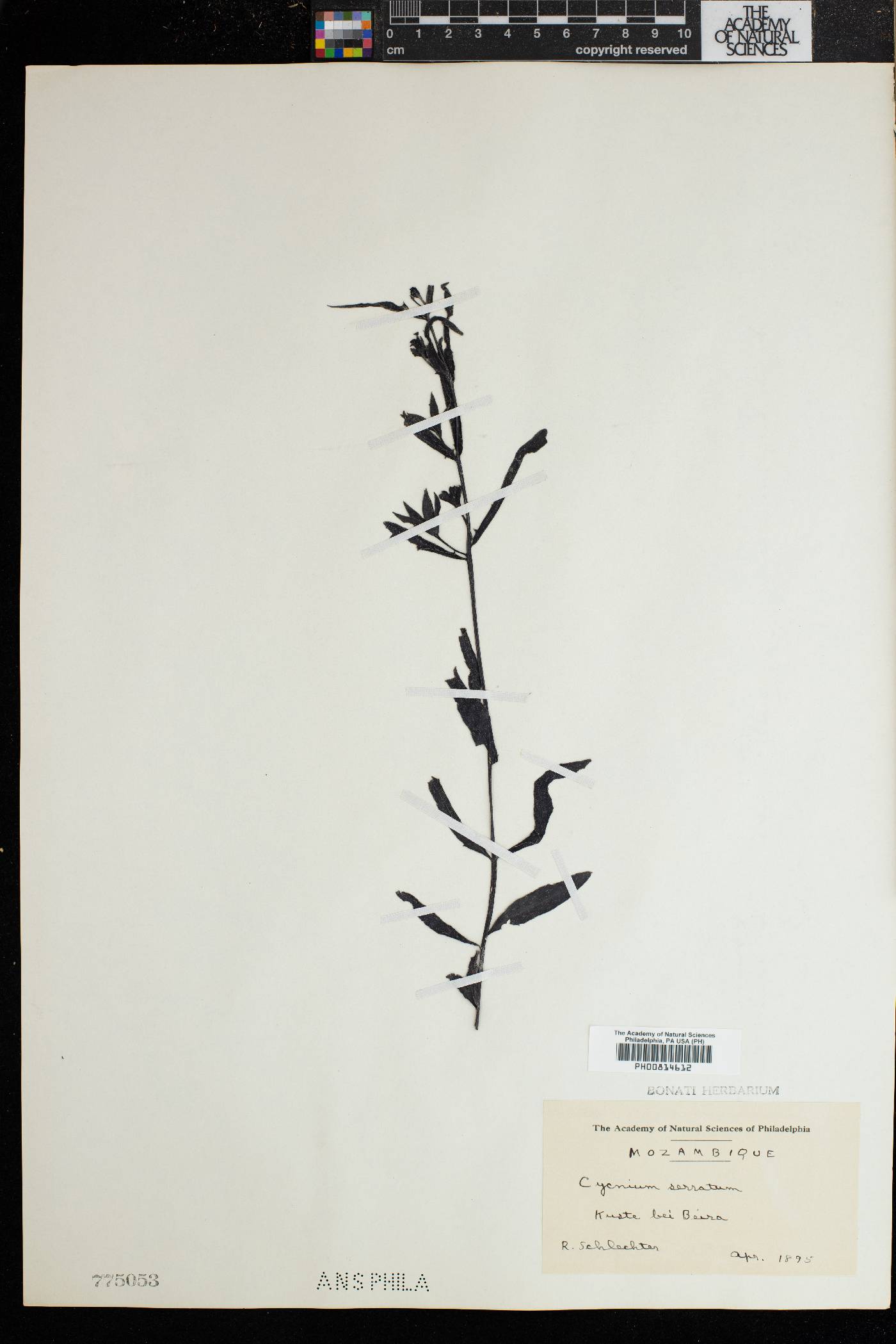 Cycnium tubulosum subsp. tubulosum image