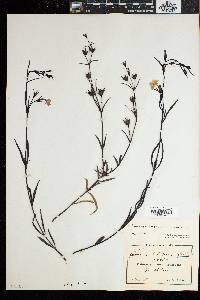 Cycnium tubulosum subsp. tubulosum image
