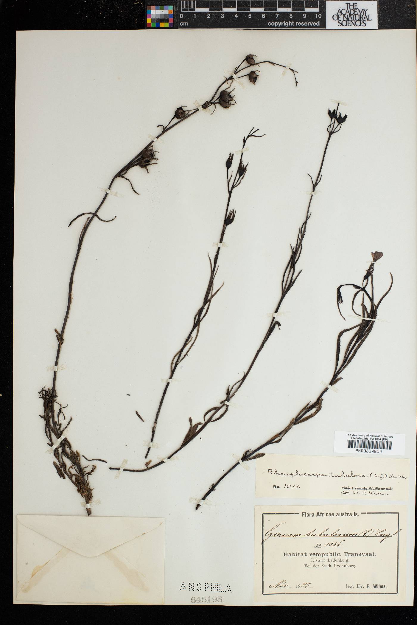 Cycnium tubulosum subsp. tubulosum image