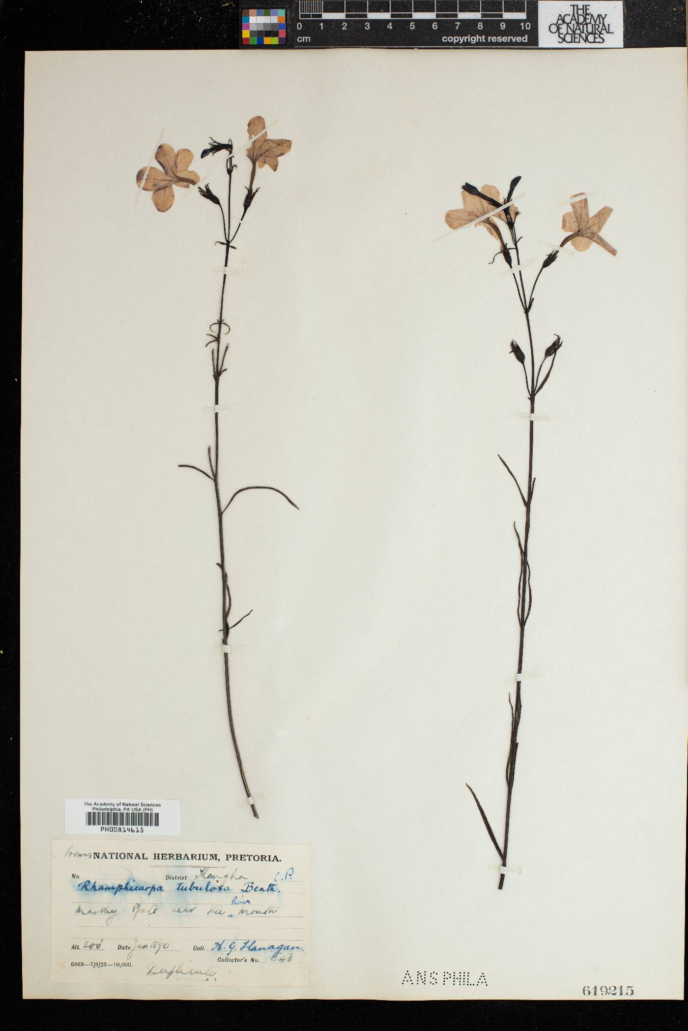 Cycnium tubulosum subsp. tubulosum image