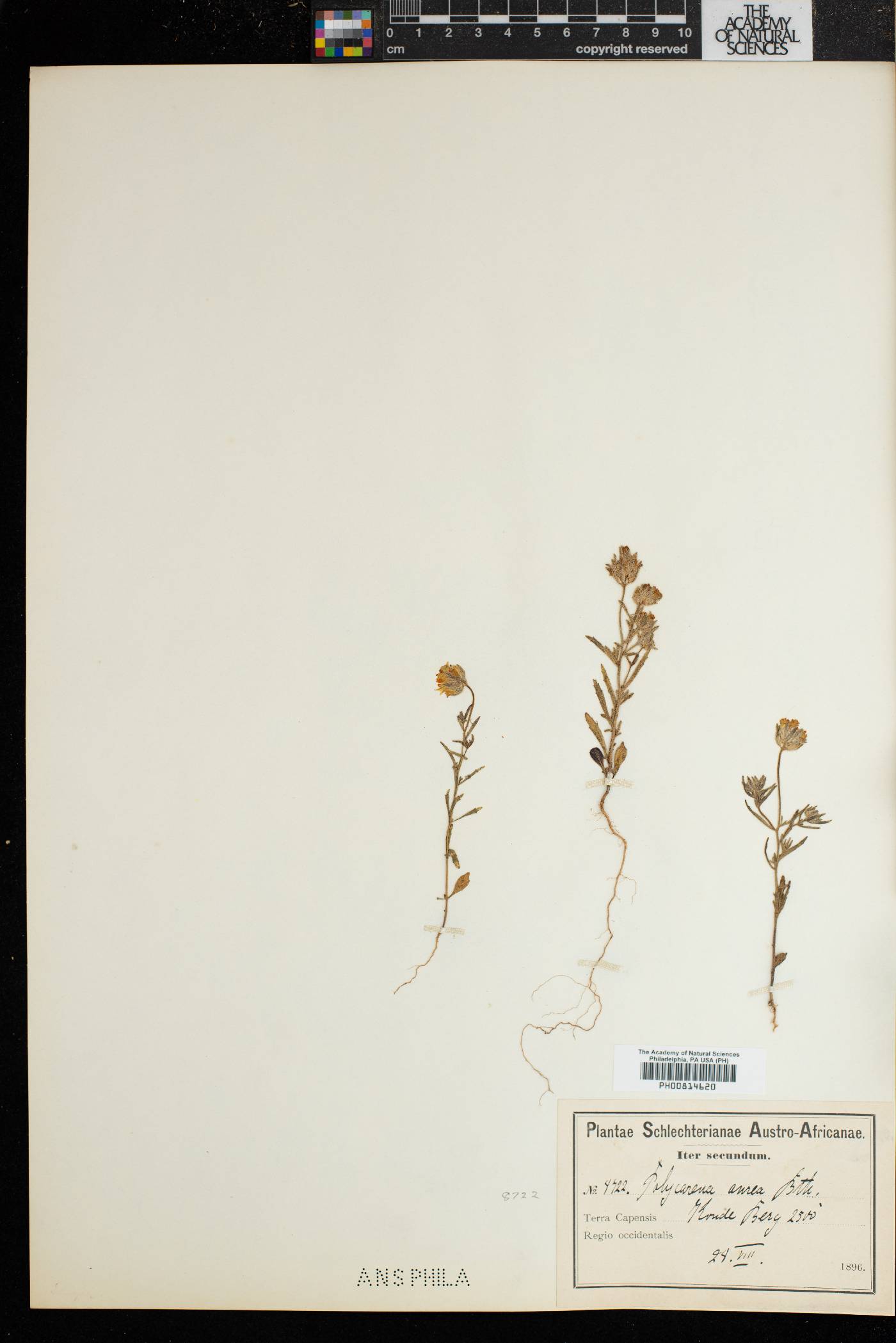 Polycarena aurea image