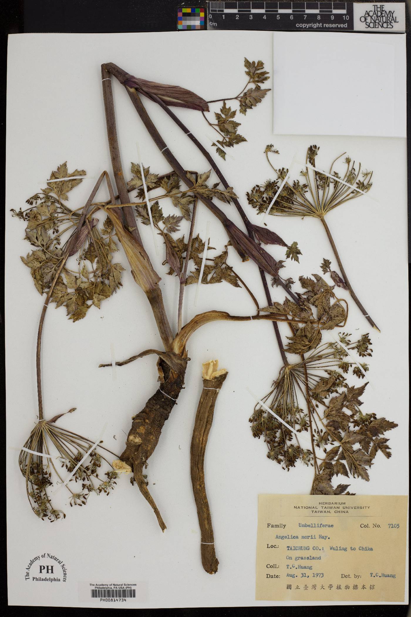 Angelica morii image