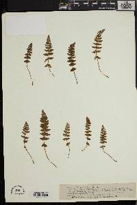 Woodsia ilvensis image