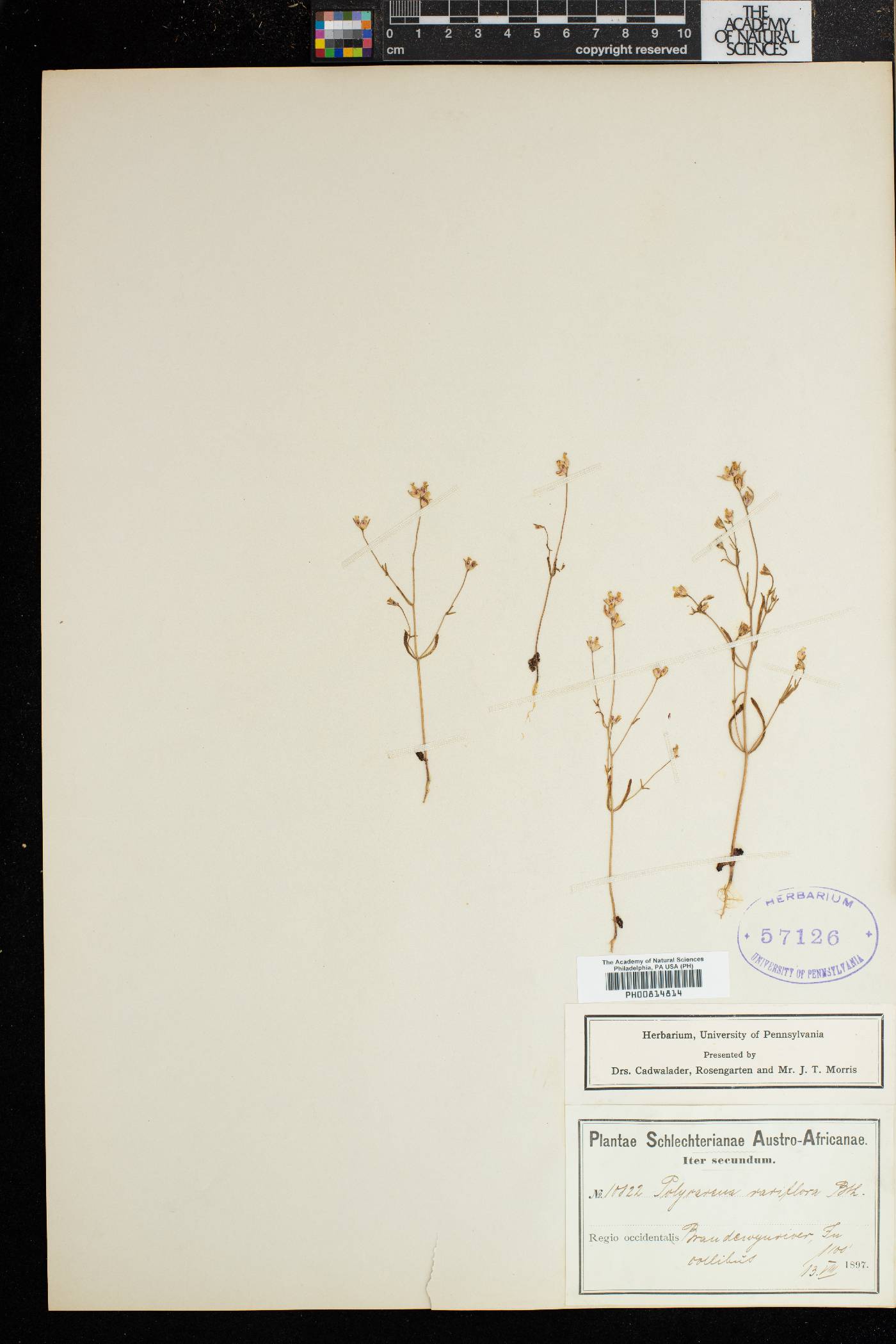 Polycarena rariflora image