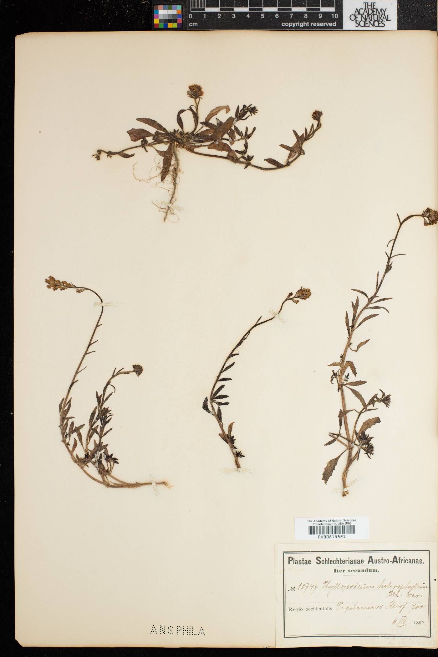 Phyllopodium heterophyllum image