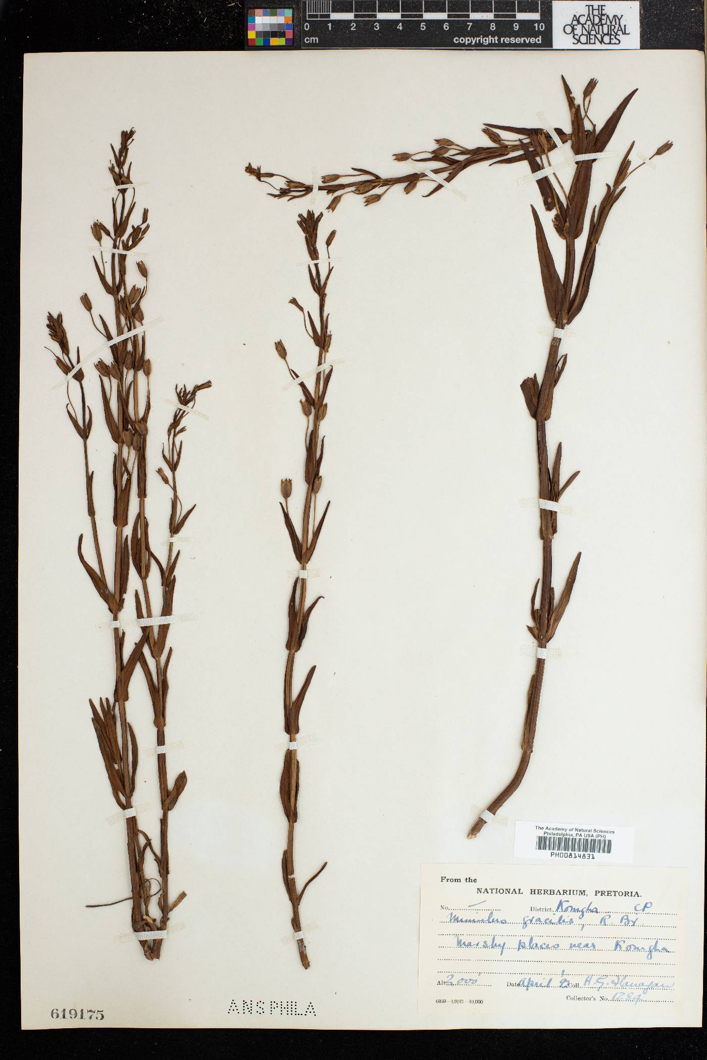 Mimulus gracilis image