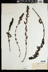 Alectra sessiliflora image