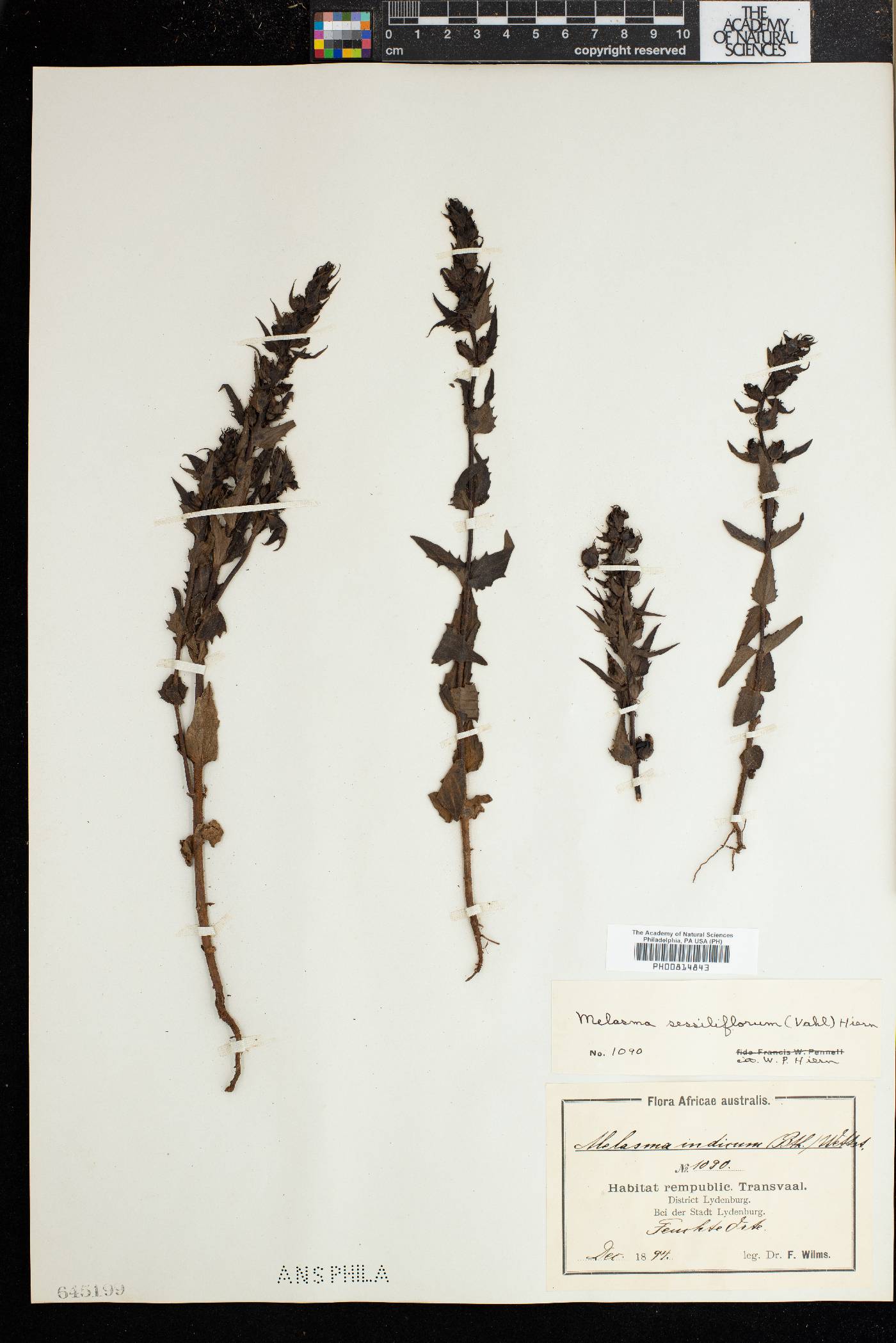 Alectra lancifolia image