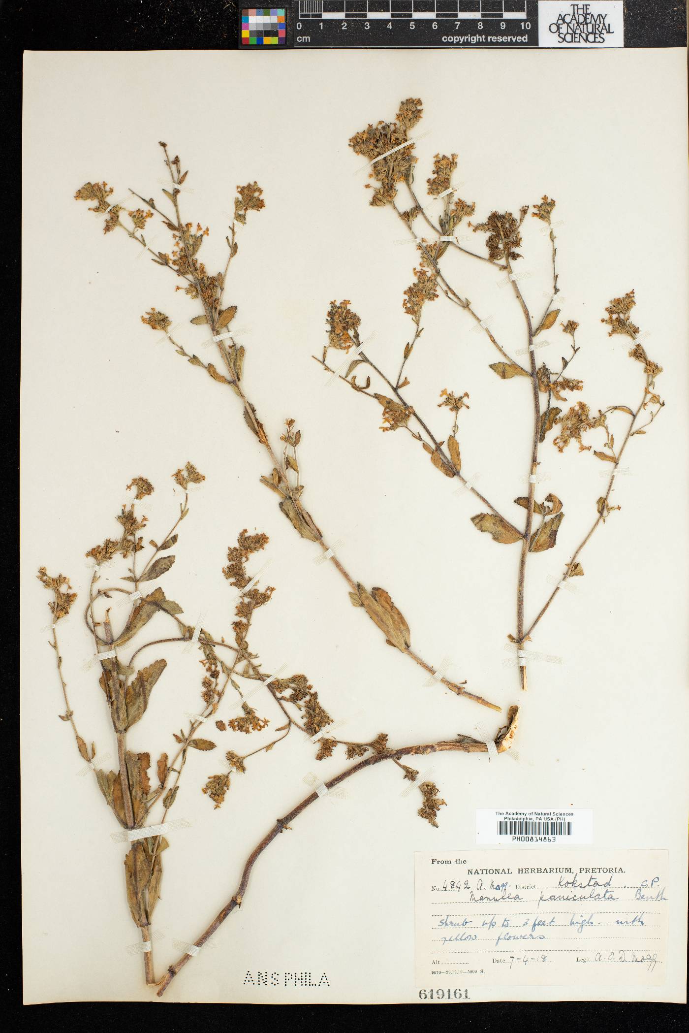 Manulea paniculata image