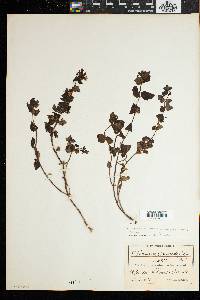 Image of Nemesia macrocarpa