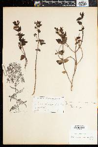 Nemesia macrocarpa image