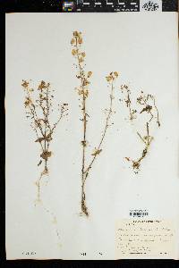 Image of Nemesia pageae