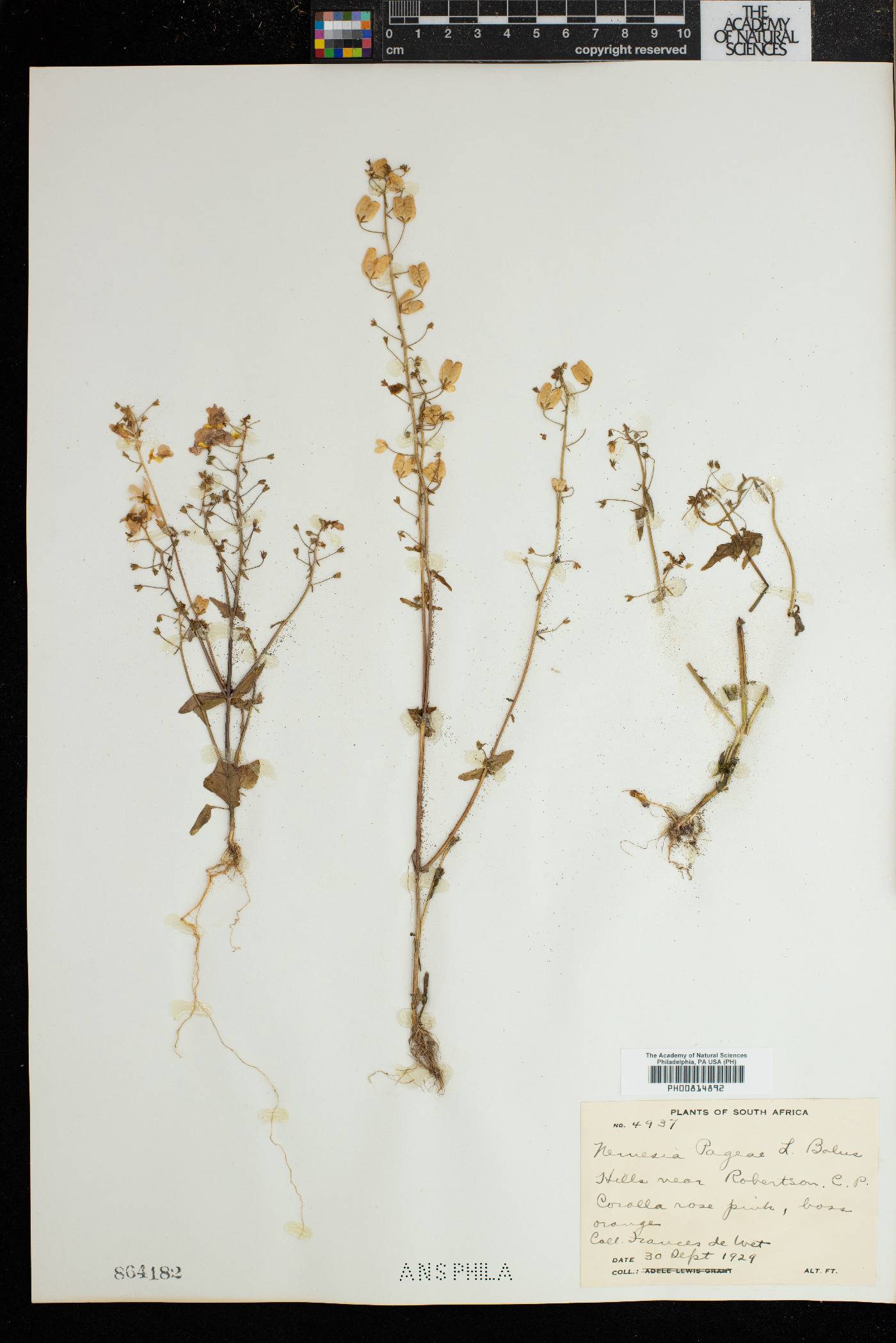 Nemesia pageae image