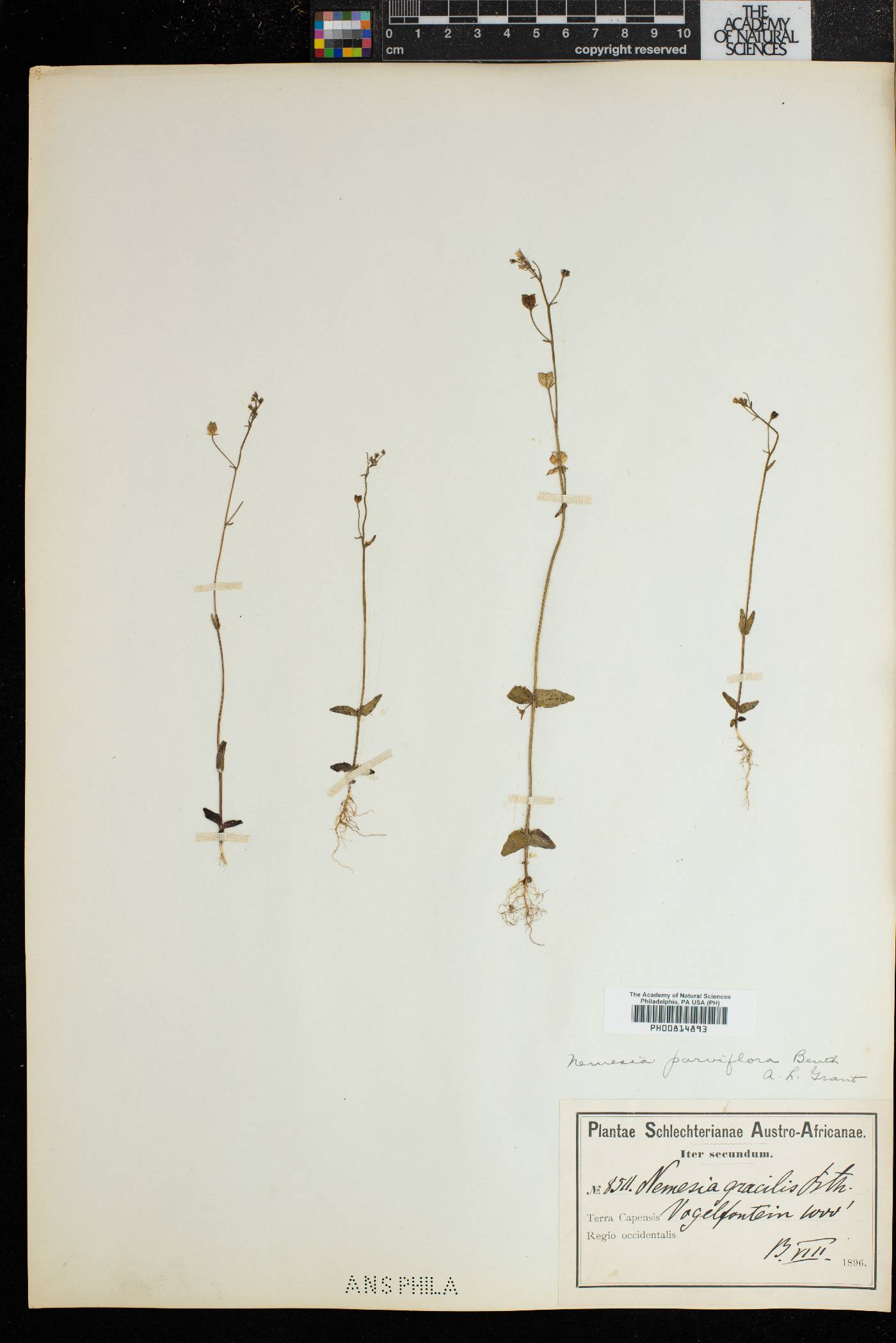 Nemesia parviflora image