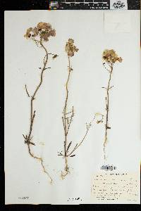 Nemesia strumosa image