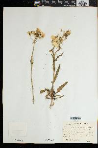 Nemesia strumosa image