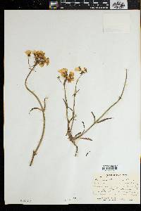 Nemesia strumosa image