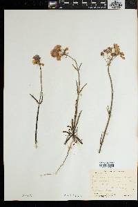 Nemesia strumosa image