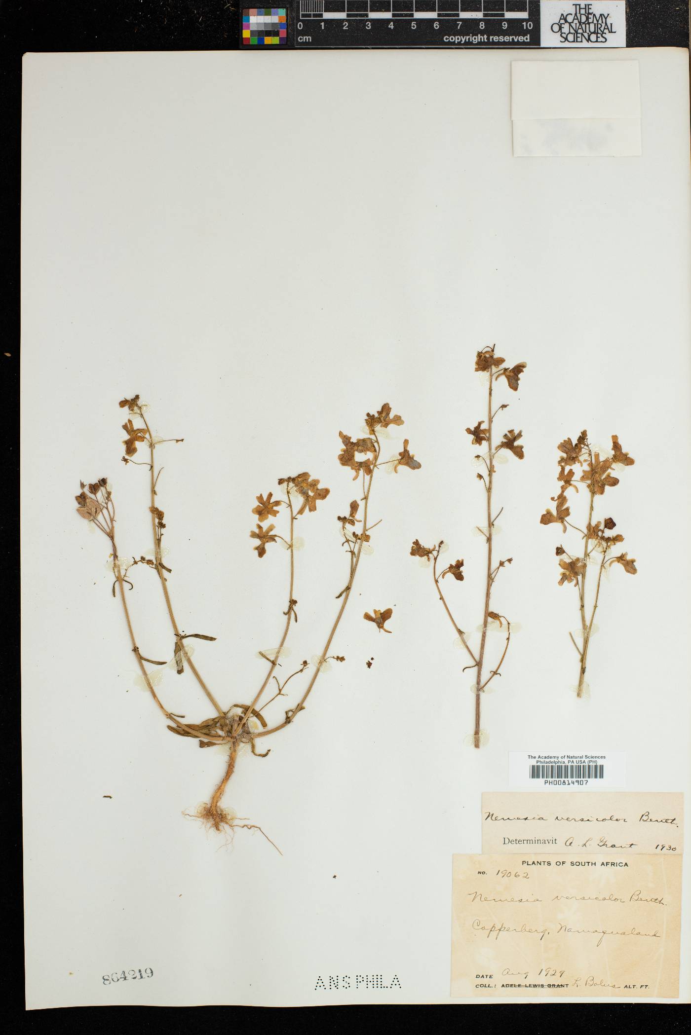 Nemesia versicolor image